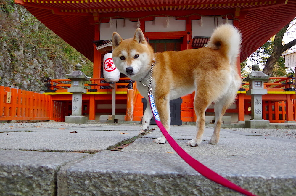 真正的世界杯早已打响?皇马提前终结悬念,阿尔及利亚的叹息与足球的权力转移